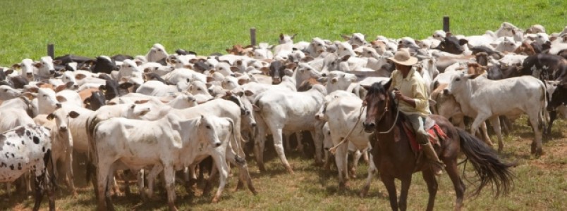 Começa a vacinação contra a febre aftosa em Minas